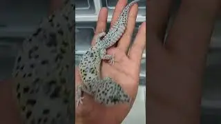 Macksnow Lemon Frost 🦎