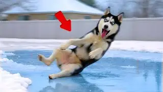 Animals vs Winter Cold - FUNNIEST Reactions Caught On Camera