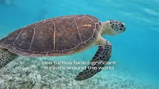 Reef Rescue: Sea Turtle Awareness