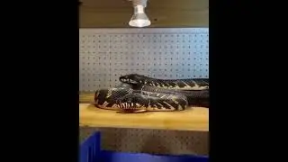 amazing snake video 2022 #snake #snek #2022 #shorts #video