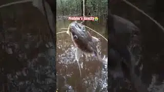 Freshwater Predator Ferocity #wildlife #wildernessseason #shortsvideo #nature #fishing