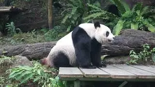 20260112仔仔臭臉的由來#圓仔 #光明正大#如廁