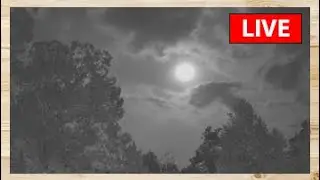 Live from Tennessee: Sunset and NightTime LIVE: Stars and Nature Sounds