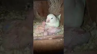 Albino black eye|Albino red eyes|love birds|breeding season #youtubeshort #shortsfeed #lovebird #pet