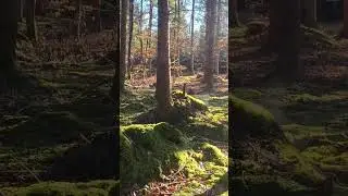 when nature breathes #forest #nature #guitar #moontune
