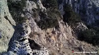 Մարտի 3-ը Վայրի բնության համաշխարհային /World Wildlife Day/ օրն է