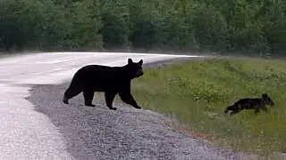 210611. Famille Ours. En descendant la Trout river jusque la Liard river, Alaska Hwy, BC, Canda