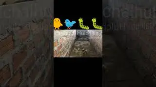 Snake🐛🐛 vs Hen🐤🐤🐤🐤 fight?