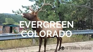 Evergreen Co Bull Elk Encounter
