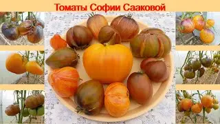 Томаты селекции Софии Сааковой