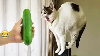 FUNNIEST Cats and Dogs | Best Bloopers 😛