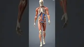 3d model of Whole body, Human Anatomy.  #anatomy #education #3danimation #realistic
