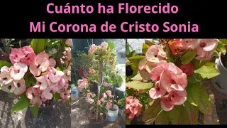SI QUIERES QUE TUS CORONAS DE CRISTO DEN MUCHAS FLORES, TE DOY UNA RECOMENDACIÓN. 🌞