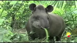 Ministerio del Ambiente - Spot 01