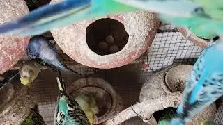 BUDGIES BIRD breeding kaise hongi 💫 | Green 💚 food for Budgies days 💫 | breeding Time Tips 💫