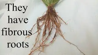 Plants with fibrous roots song.