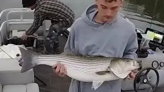 Big striper on(boone lake)(giant striper)
