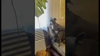 О плохому не думай #music #pitbull #новаямузыка #tret #puppy #doglife #животные #собаки #dog #video