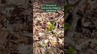 TikTok Biology: Jack-in-the-Pulpit