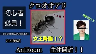 【2021年】AntRoomで生体を購入！開封していきます！【アリ飼育】【初心者】