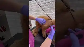Shaving a SUPER matted dog #doggroomingtips #dog #doggroomingforbeginners