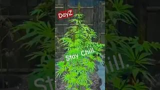 Kidnapped by the best employers ever! #dayz #survivalgame #farming #420 #gaming #bobmarley