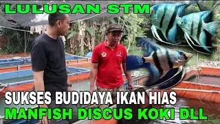 BUDIDAYA IKAN MANFISH/ANGEL FISH, SERTA CARA BEDAKAN INDUKAN BETINA DAN JANTAN