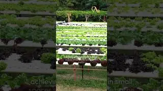 Soil-less Farming: Growing More with Less