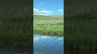 Waterton Grizzly Bear after Swimming