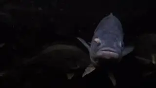 Barcoo Grunter feeding