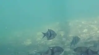 Pile Perch Stiped Surfperch and Tubesnouts 040524