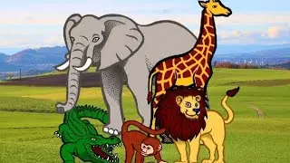 moments of several animals, lions, cows, horses, seals, cats, geese and squirrels.