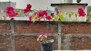 kuldeep bonsai