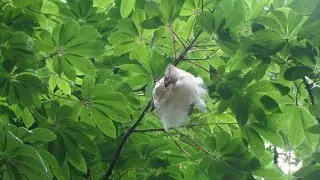 Red silk cotton tree | Bombax ceiba | शाल्मली | सेमल