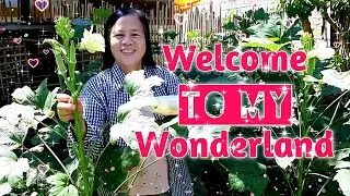 The Wonder Nanay in the Wonderland | Okra Harvesting sa Mini Backyard Garden