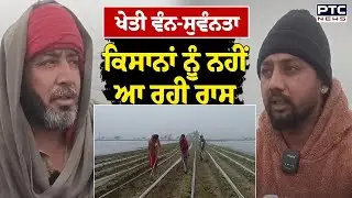 Punjab Farmers: Agricultural diversification is not benefiting farmers | PTC Kitta Kirsani