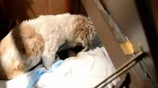 Shih Tzu giving birth