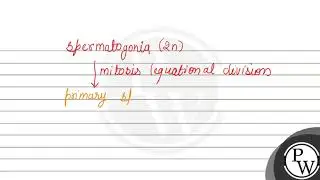 Correct order of spermatogenesis is (1) Spermatocyte, spermatogonia, spermatid, sperm (2) Sperma...
