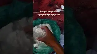 perangsang lengkeng potassium chlorate #booster #lengkeng #perangsangbuah #shorts #kelengkeng