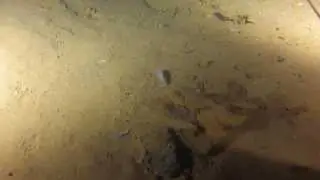 Ozark Cave Fish
