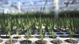 Inside BIOEFFECT's greenhouse in Iceland