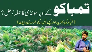 How To Control Insect Pest Of Tobacco Field | Tobacco Burning Issue | Best Insecticide Spray