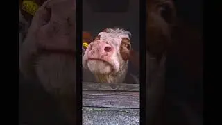 vtipn&eacute; video # srandovn&iacute; zv&iacute;řata # legračn&iacute; kr&aacute;vy # sm&iacute;ch # humor# Děkuji za odběr ❤️