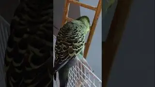 A disabled budgies impeccable balancing skills