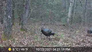 End of October 2021 Trail Camera Videos