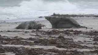 Kegelrobben-Bullenkampf auf Helgoland