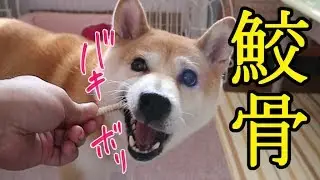 柴犬小春　【譲れぬ引っ張り合い】鮫を喰らう柴犬！ASMR　音フェチ　飯テロ　Dog eating shark's bones