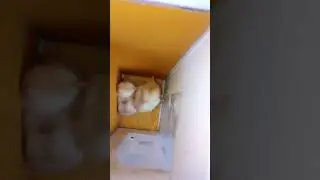 two little chicks