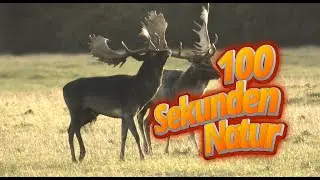 Kampf der Damhirsche &ndash; Brunft, Stolz und ein m&uuml;der Sieger 🦌 | 100 Sekunden Natur