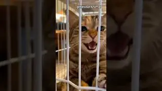 Cat Loses It 😱 Screaming at His Owner! 😂🐱 #funnyanimal #catshorts #cat #shorts